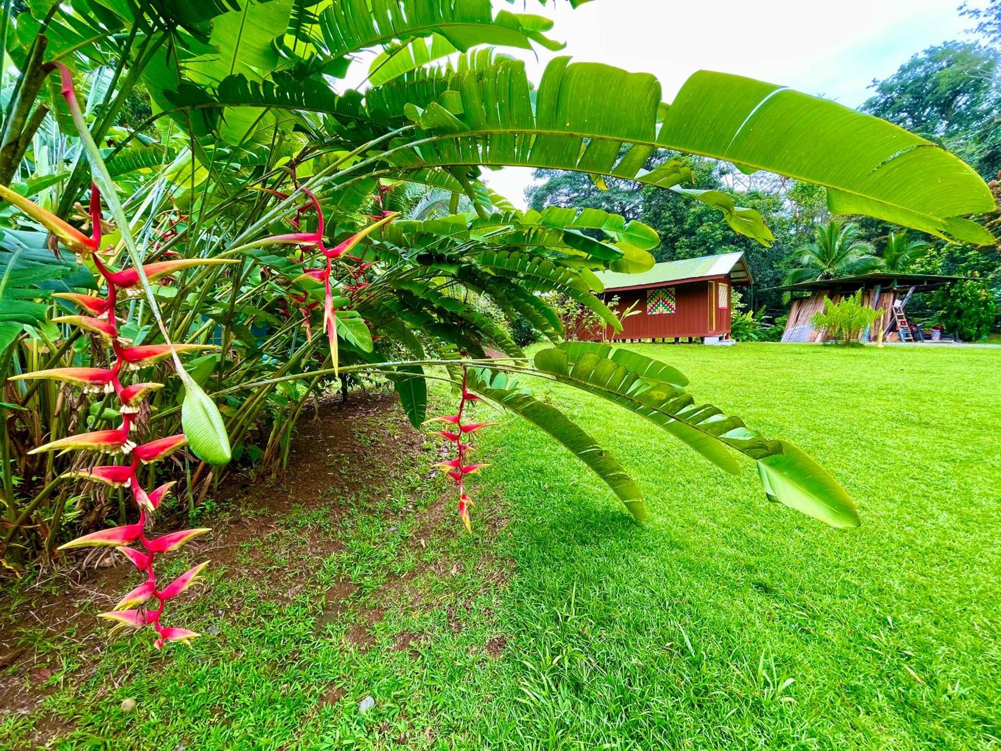 Alouatta Lodge And Canopy Cahuita Buitenkant foto